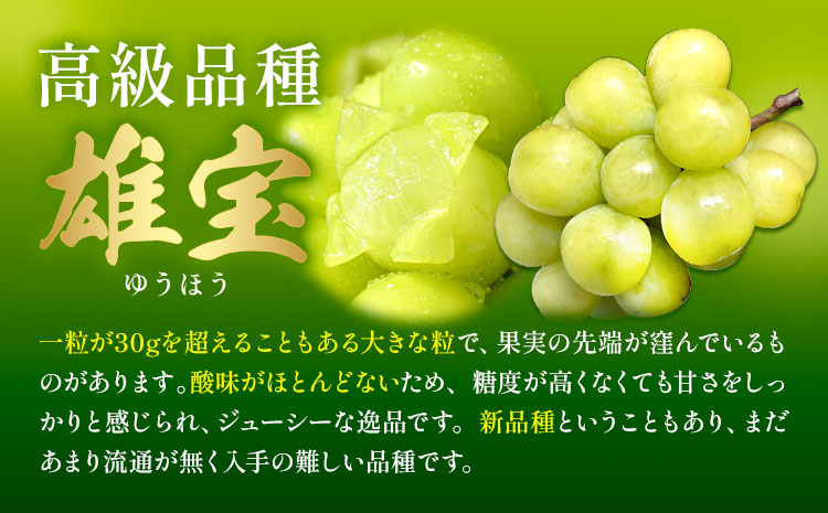 雄宝 2房 約1.4～1.8kg 葡萄 ブドウ ぶどう 大粒 種なし 皮ごと フルーツ 果物 産地直送 新鮮 ジューシー お取り寄せ ギフト 国産 季節限定 茨城県 結城市《8月下旬-9月下旬出荷予定》會澤ぶどう・キウイフルーツ園 【配送不可地域あり】(離島)---yuki_aizw_8_2p---