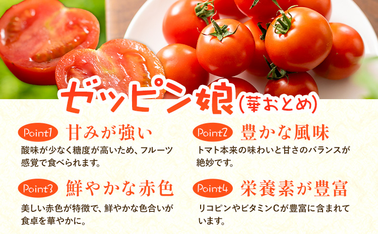 中玉フルーツトマト ゼッピン娘 1.8kg ×2箱 計3.6kg 希少な品種 華おとめ 甘い 野菜 結城市産 ゼッピン娘 華おとめ 中玉品種 皮が薄い 薄皮 サラダ 前菜 食材 料理《10月中旬～5月末頃出荷》---yuki_fab_3_3600g---