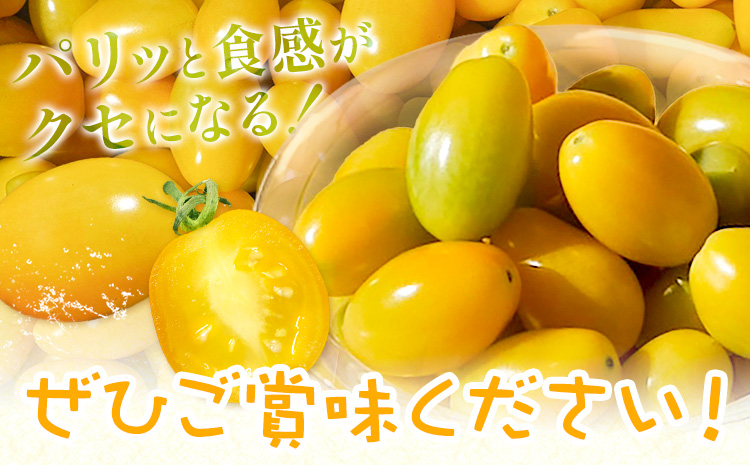 パリッと食感の黄色いフルーツトマト ティポ 1.8kg (1箱) ジャム さっぱり 黄色い トマト 野菜 茨城県産 結城市産 国産 さっぱり 酸味が少ない 日持ち 食材 サラダ トッピング 料理《10月中旬～5月末頃出荷》---yuki_fab_1_1800g---