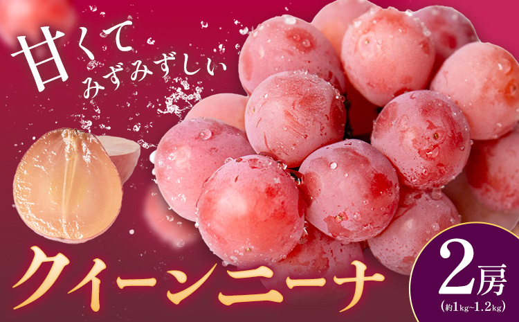 ぶどう クイーンニーナ 2房 約1.0～1.2kg 葡萄 ブドウ ぶどう 赤ぶどう 大粒 種なし フルーツ 果物 産地直送 新鮮 ジューシー お取り寄せ 国産 茨城県 結城市 《8月下旬-9月下旬出荷予定》 會澤ぶどう・キウイフルーツ園 【配送不可地域あり】(離島)---yuki_aizw_2_2p---
