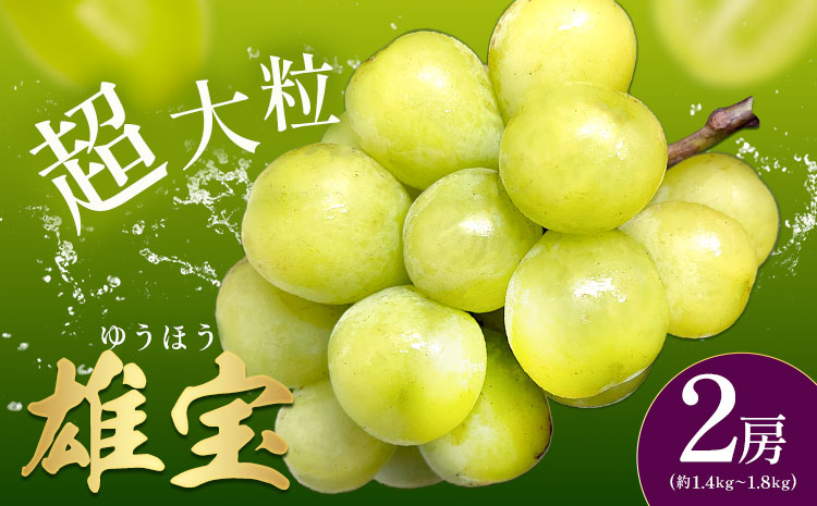雄宝 2房 約1.4～1.8kg 葡萄 ブドウ ぶどう 大粒 種なし 皮ごと フルーツ 果物 産地直送 新鮮 ジューシー お取り寄せ ギフト 国産 季節限定 茨城県 結城市《8月下旬-9月下旬出荷予定》會澤ぶどう・キウイフルーツ園 【配送不可地域あり】(離島)---yuki_aizw_8_2p---