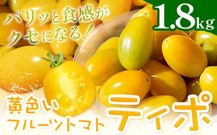 パリッと食感の黄色いフルーツトマト ティポ 1.8kg (1箱) ジャム さっぱり 黄色い トマト 野菜 茨城県産 結城市産 国産 さっぱり 酸味が少ない 日持ち 食材 サラダ トッピング 料理《10月中旬～5月末頃出荷》---yuki_fab_1_1800g---