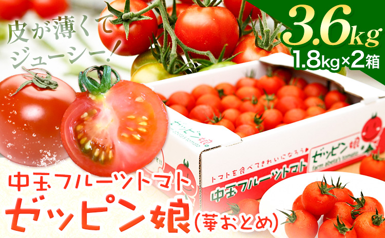 中玉フルーツトマト ゼッピン娘 1.8kg ×2箱 計3.6kg 希少な品種 華おとめ 甘い 野菜 結城市産 ゼッピン娘 華おとめ 中玉品種 皮が薄い 薄皮 サラダ 前菜 食材 料理《10月中旬～5月末頃出荷》---yuki_fab_3_3600g---