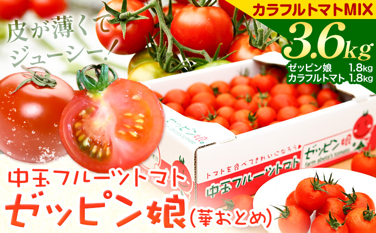 中玉フルーツトマト ゼッピン娘 1.8kg カラフルトマトMIX 1.8kg 計3.6kg 希少な品種 華おとめ 甘い 野菜 結城市産 ゼッピン娘 華おとめ 中玉品種 皮が薄い 薄皮 サラダ 前菜 食材 料理《10月中旬～5月末頃出荷》---yuki_fab_4_3600g---