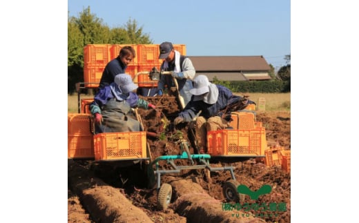 山田のややこ -おいものこ- ほしいもセット 300g
