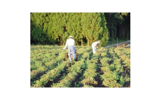 ～濃厚でなめらか～ 贅沢な手作りピーナッツクリーム3個セット