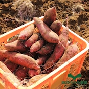 山田のややこ-おいものこ-ほしいもバラエティセット1.2kg