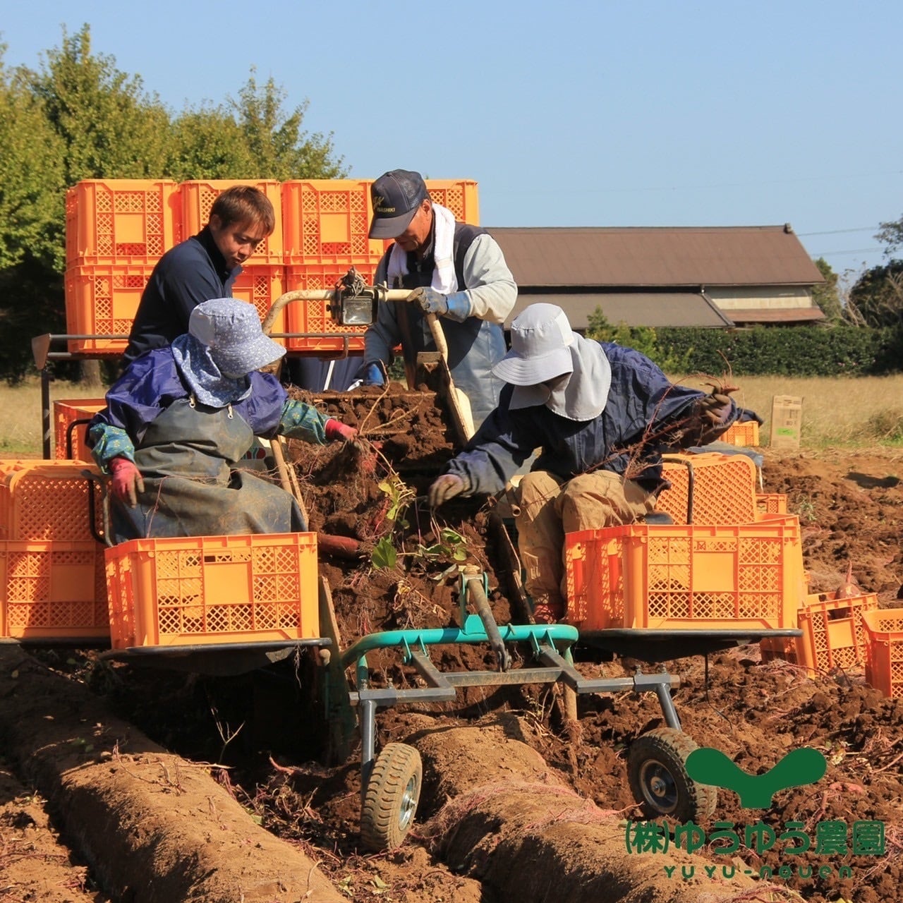 山田のややこ-おいものこ-ほしいもおすすめセット600g