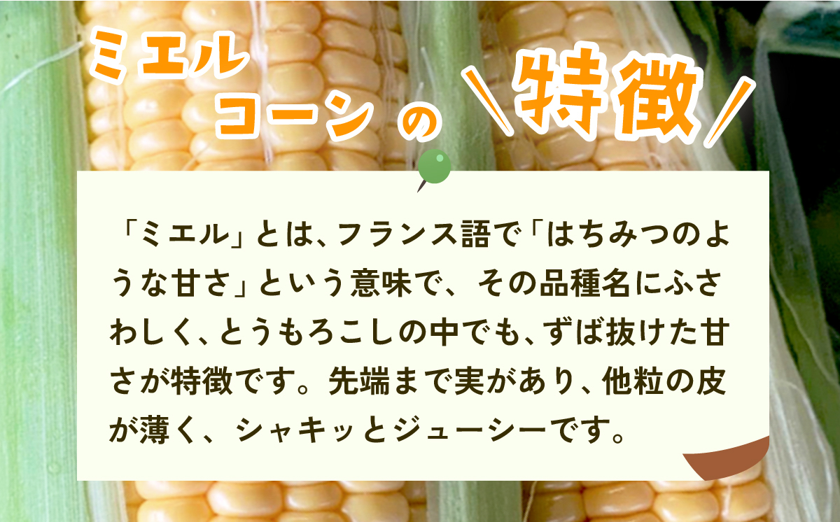 【先行予約】下妻産 朝採りとうもろこし （ ミエルコーン ） 約6kg 【 とうもろこし とうきび トウモロコシ ジューシー 甘い 蜂蜜 はちみつ ミエル Miel スイーツ デザート ミエルコーン 人気 野菜 新鮮 おすすめ スイートコーン 】[SZR]
