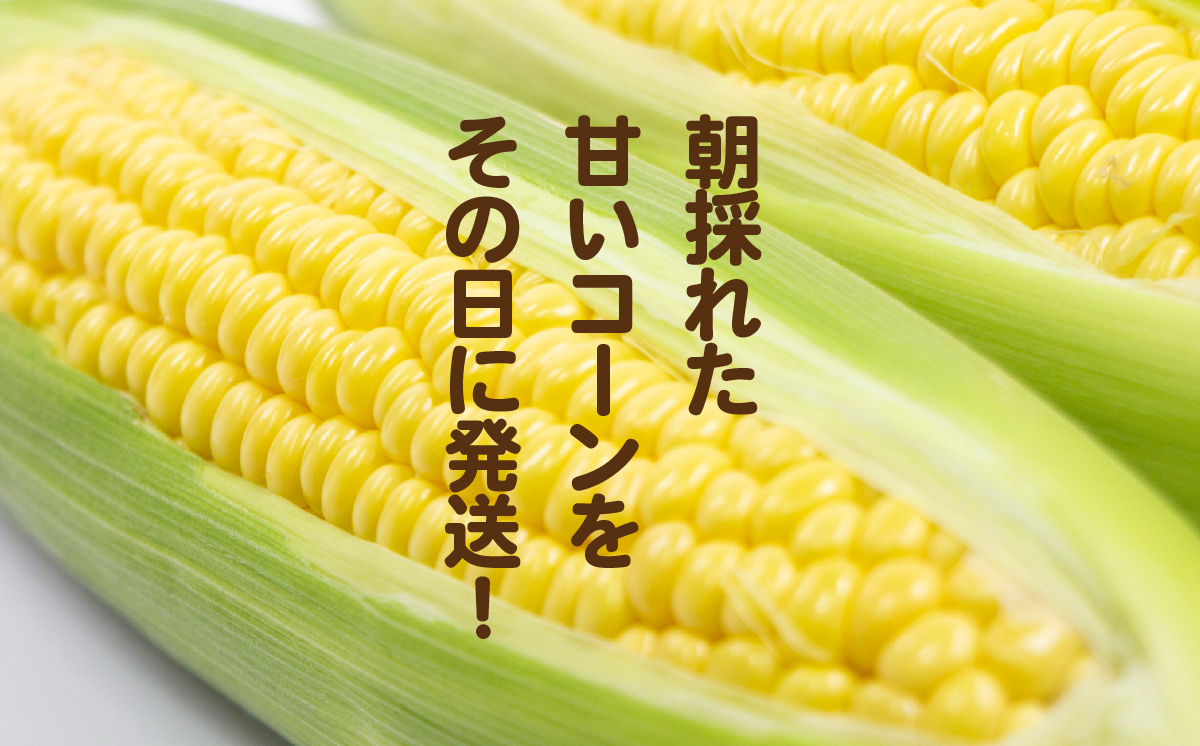 【 訳あり 】【 先行予約 】 下妻産 朝採りとうもろこし （ おおもの ） 約6kg 【 2026年7月上旬～8月中旬ころ順次発送予定 】【 とうもろこし コーン 糖度 トウモロコシ おおもの 朝採り 新鮮 スイートコーン スイート 】[SZR]