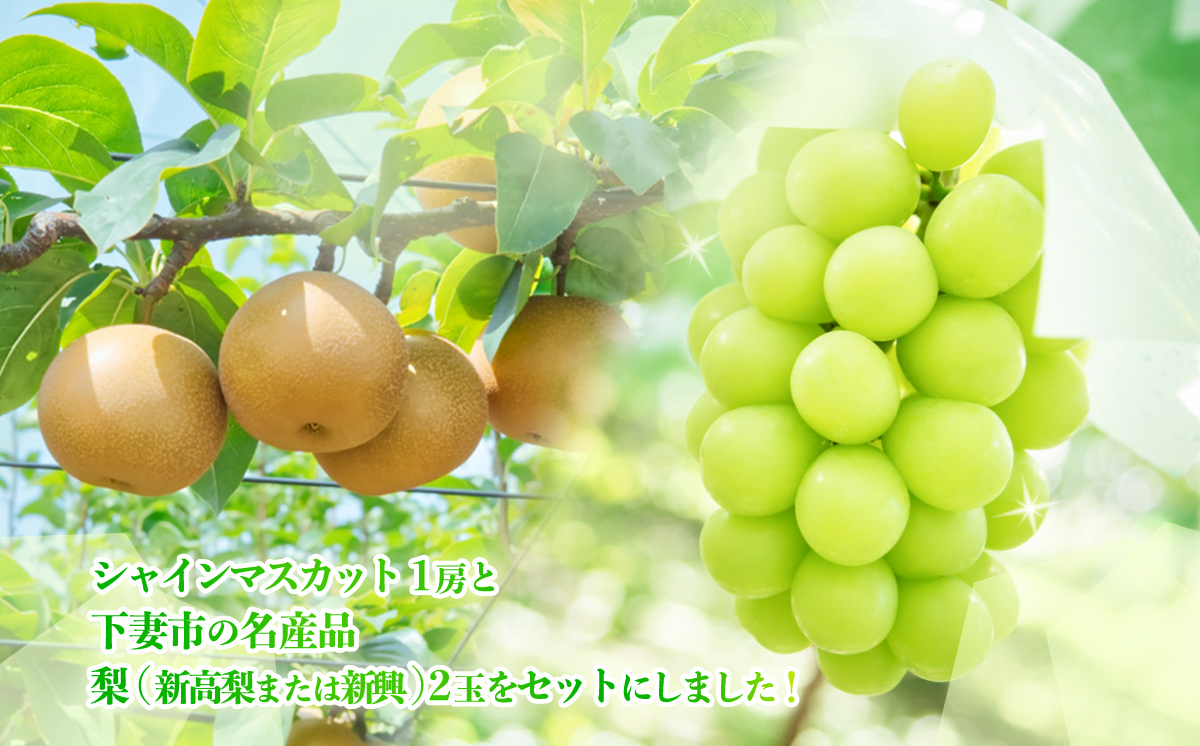 【 2026年 先行予約 】 シャインマスカット & 梨 人気 フルーツ 食べ比べ セット 【 2026年 9月中旬ころ ～ 10月上旬ころ発送予定 】 シャインマスカット 1房 約650ｇ＋粒パック(100g分） 梨 2玉 新高梨 or 新興 茨城県 下妻市産 シャインマスカット1房(約650g)+粒パック(100g分)+梨2玉(新高梨or新興)