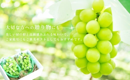 【 2026年 先行予約 】 シャインマスカット 2~3房 （ 約1.5kg ） 贈答用 【 石崎ぶどう園 】（ 2026年8月下旬から9月下旬頃発送予定 ）【 フルーツ 果物 ぶどう ブドウ 葡萄 シャイン マスカット 茨城県産 国産 人気 農園 スイーツ お取り寄せ 】 贈答用シャインマスカット2~3房(1.5kg以上)