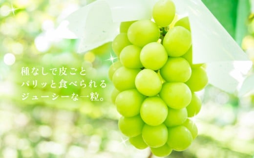 【 2026年 先行予約 】 シャインマスカット1房 約650g ＋ 粒パック ( 100g分 ） 【 石崎ぶどう園 】 （ 2026年8月下旬から9月下旬頃発送予定 ）【 フルーツ 果物 ぶどう ブドウ 葡萄 シャイン マスカット 茨城県産 国産 人気 農園 スイーツ お取り寄せ 】 シャインマスカット1房(650g以上)+粒パック(100g分)