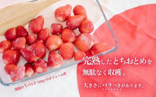 【 訳あり 】 冷凍いちご 1.5kg  ( 500g x 3 ) 甘熟 完熟【2025年4月ごろ発送予定】【 凍眠冷凍 】 Ben‘ｓ Berry  【 いちご イチゴ 苺 とちおとめ 冷凍いちご 便利 甘熟 完熟 甘い ストロベリー 果物 フルーツ 】[SZR]