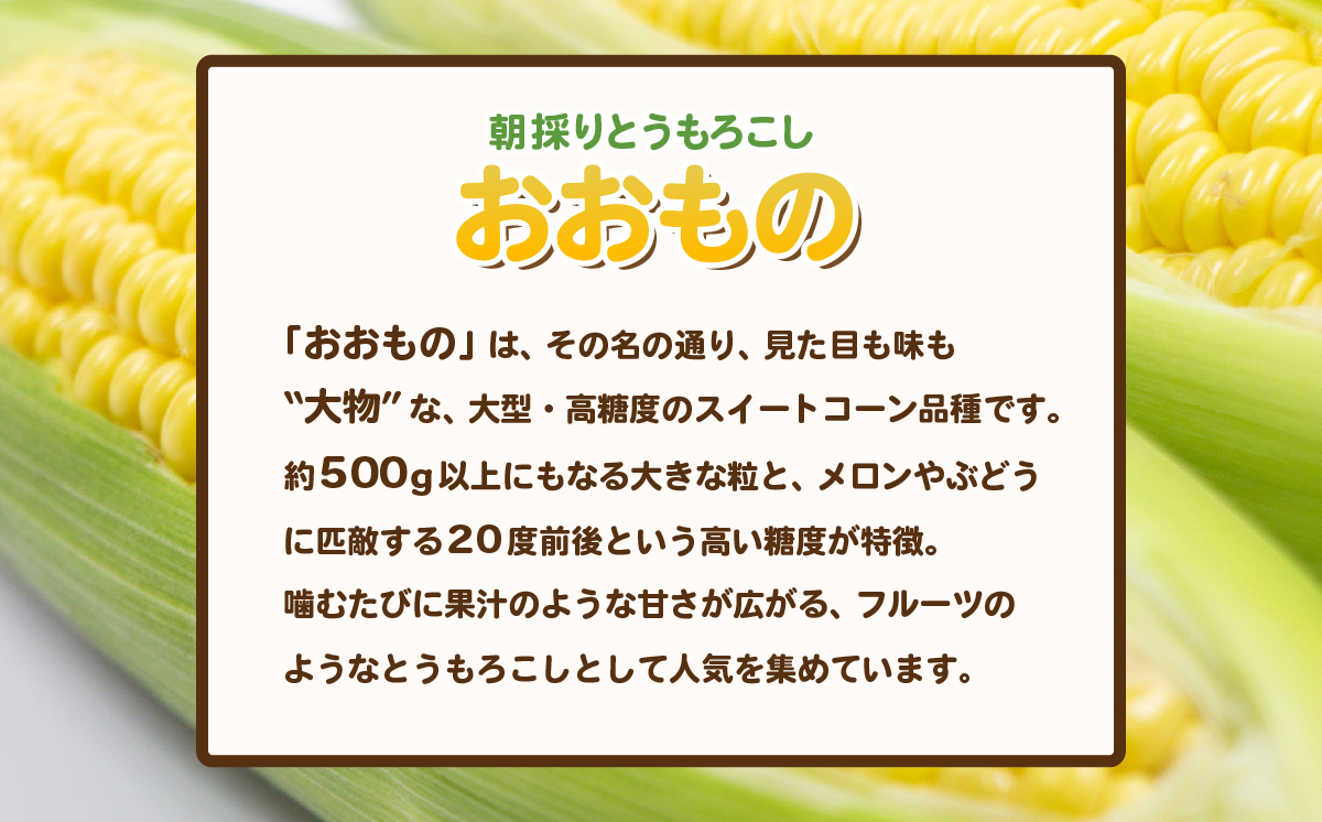 【 訳あり 】【 先行予約 】 下妻産 朝採りとうもろこし （ おおもの ） 約6kg 【 2026年7月上旬～8月中旬ころ順次発送予定 】【 とうもろこし コーン 糖度 トウモロコシ おおもの 朝採り 新鮮 スイートコーン スイート 】[SZR]