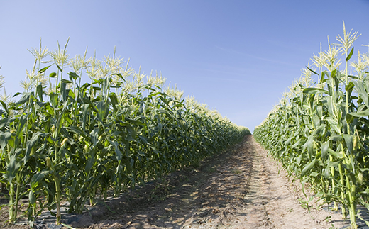 【 先行予約 】 朝採りとうもろこし 約6kg （ おおもの ） 【 2026年7月上旬～8月中旬ころ順次発送予定 】【 とうもろこし トウモロコシ とうきび 甘い スイーツ デザート コーン 人気 野菜 新鮮 おすすめ 】[SZR]
