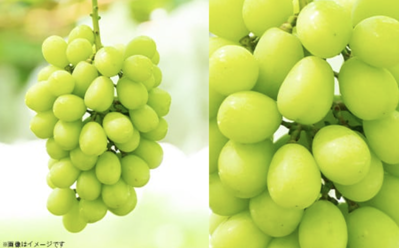  【 2026年 先行予約 】 シャインマスカット & 梨 人気 フルーツ 食べ比べ セット 【 2026年 9月中旬ころ ～ 10月上旬ころ発送予定 】 シャインマスカット 2房 梨 4~5玉 新高梨 or 新興 茨城県 下妻市産 シャインマスカット2房(約1kg)+梨4~5玉(新高梨or新興)