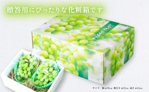 【 2026年 先行予約 】 シャインマスカット 2~3房 （ 約1.5kg ） 贈答用 【 石崎ぶどう園 】（ 2026年8月下旬から9月下旬頃発送予定 ）【 フルーツ 果物 ぶどう ブドウ 葡萄 シャイン マスカット 茨城県産 国産 人気 農園 スイーツ お取り寄せ 】 贈答用シャインマスカット2~3房(1.5kg以上)