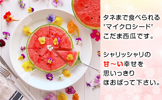 【 先行予約 】 茨城県産 ピノガール 約3kg （ 2個 ） 【 こだますいか 小玉すいか 2026年5月中旬～6月中旬ごろ発送予定 】 【 スイカ 西瓜 果物 くだもの フルーツ 国産 季節限定 人気 贈り物 お取り寄せ プレゼント 厳選 デザート 】