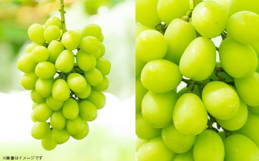 【 2026年 先行予約 】 シャインマスカット & 梨 人気 フルーツ 食べ比べ セット 【 2026年 9月上旬ころ ～ 9月中旬ころ発送予定 】シャインマスカット 1房 約650ｇ＋粒パック(100g分） 梨 2玉 豊水 or あきづき 茨城県 下妻市産 シャインマスカット1房(約650g)+粒パック(100g分)+梨2玉(豊水orあきづき)