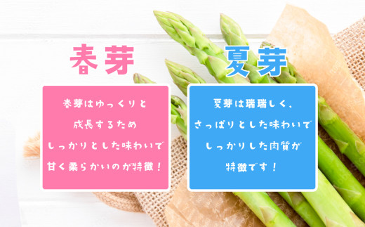 朝採りアスパラガス 1kg S ～ 2Lサイズ ( ふぞろい ) ハウス栽培 春芽 26年3月下旬 ～ 5月発送 【 先行予約 グリーンアスパラ 野菜 サラダ 農家直送 産地直送 訳あり 不揃い ふぞろい 】 春芽 S-2L 1kg | 7,000円