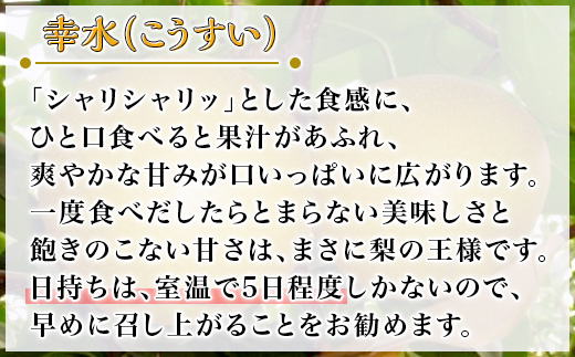 【 先行予約 】 茨城県産 「 幸水梨 」 約5kg 【 2026年8月上旬 ～ 8月中旬にかけて発送予定 】【 こうすい 果物 くだもの フルーツ 国産 季節限定 人気 贈り物 お取り寄せ デザート 】
