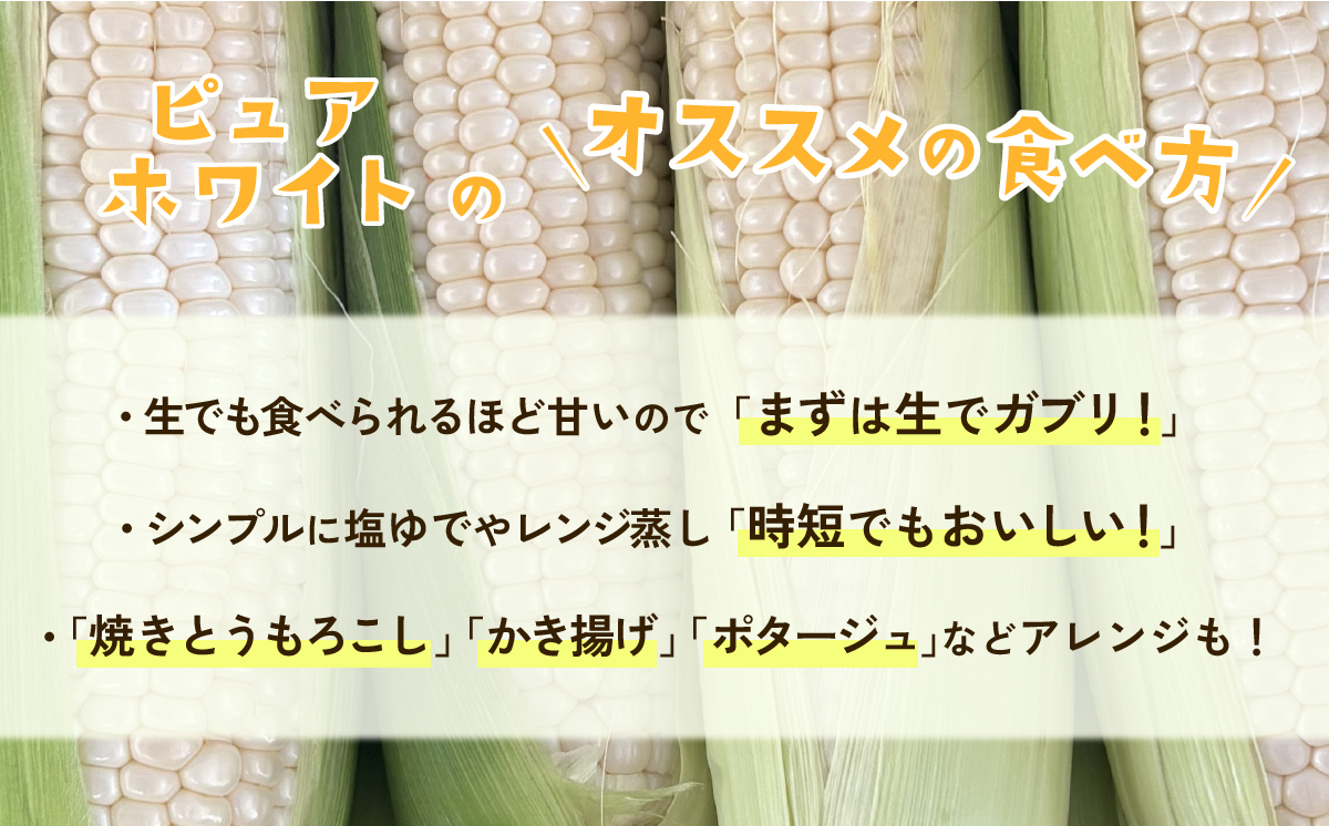 【先行予約】下妻産朝採りとうもろこし約6kg（ピュアホワイト）【先行予約：2026年6月下旬～順次発送予定】【 とうもろこし トウモロコシ とうきび 甘い スイーツ デザート コーン 人気 野菜 新鮮 おすすめ 】 正規品：6kg