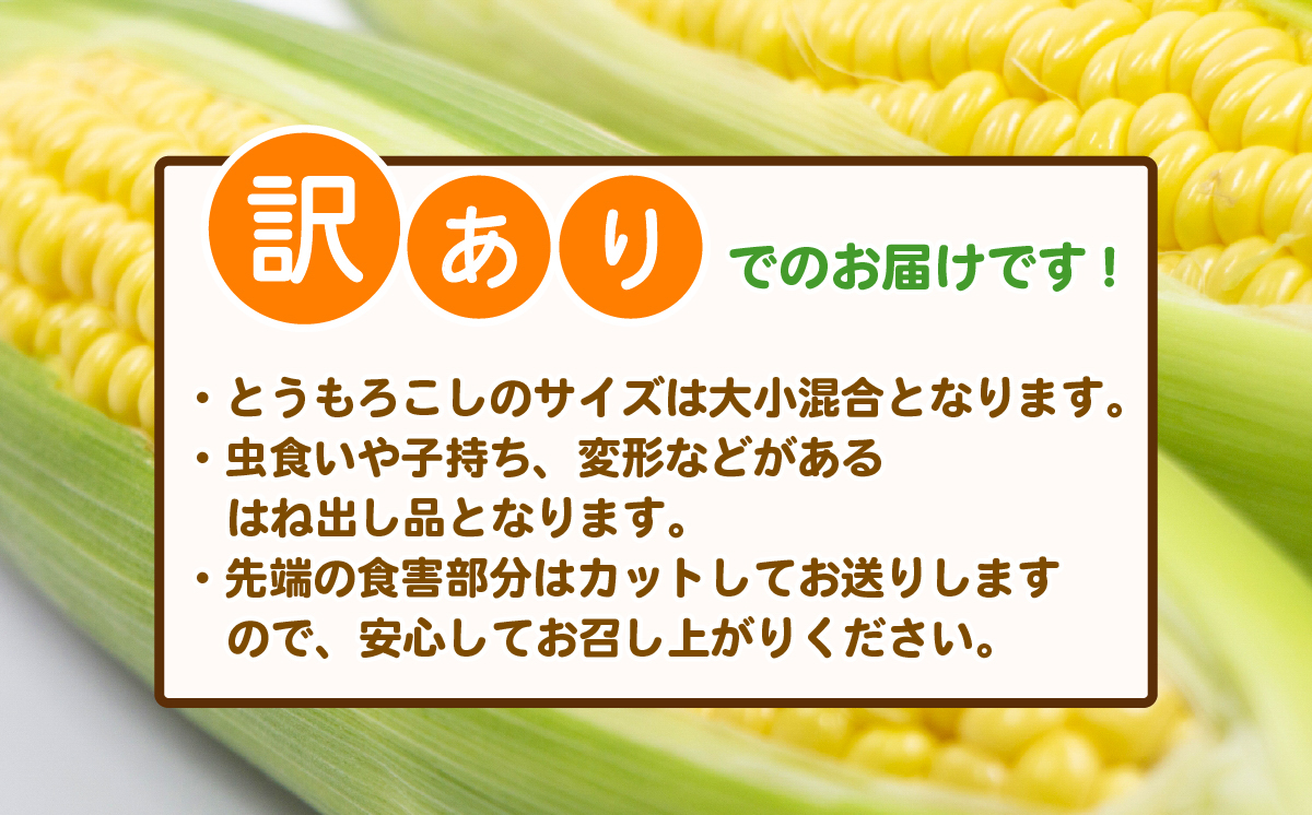 【 訳あり 】【 先行予約 】 下妻産 朝採りとうもろこし （ おおもの ） 約6kg 【 2026年7月上旬～8月中旬ころ順次発送予定 】【 とうもろこし コーン 糖度 トウモロコシ おおもの 朝採り 新鮮 スイートコーン スイート 】[SZR]