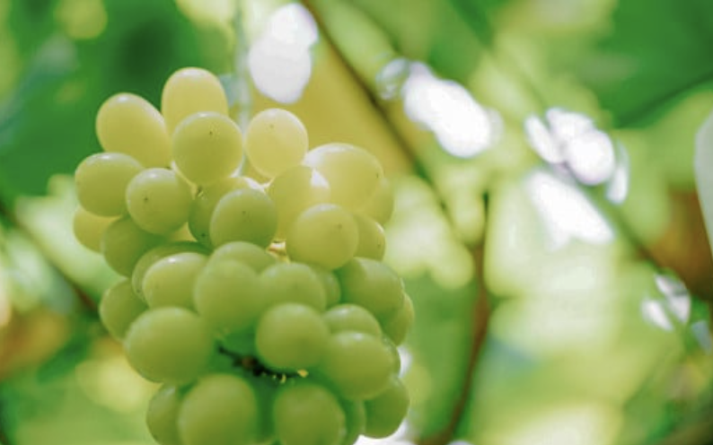  【 2026年 先行予約 】 シャインマスカット & 梨 人気 フルーツ 食べ比べ セット 【 2026年 9月中旬ころ ～ 10月上旬ころ発送予定 】 シャインマスカット 2房 梨 4~5玉 新高梨 or 新興 茨城県 下妻市産 シャインマスカット2房(約1kg)+梨4~5玉(新高梨or新興)