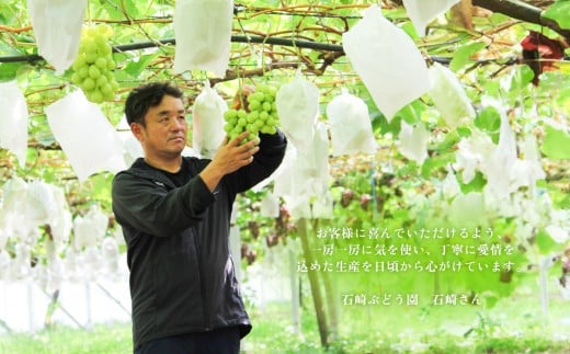 【 2026年 先行予約 】 シャインマスカット 2~3房 （ 約1.5kg ） 贈答用 【 石崎ぶどう園 】（ 2026年8月下旬から9月下旬頃発送予定 ）【 フルーツ 果物 ぶどう ブドウ 葡萄 シャイン マスカット 茨城県産 国産 人気 農園 スイーツ お取り寄せ 】 贈答用シャインマスカット2~3房(1.5kg以上)