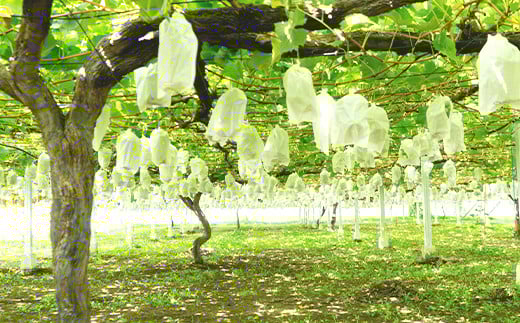 【 2026年 先行予約 】 シャインマスカット1房 約650g ＋ 粒パック ( 100g分 ） 【 石崎ぶどう園 】 （ 2026年8月下旬から9月下旬頃発送予定 ）【 フルーツ 果物 ぶどう ブドウ 葡萄 シャイン マスカット 茨城県産 国産 人気 農園 スイーツ お取り寄せ 】 シャインマスカット1房(650g以上)+粒パック(100g分)