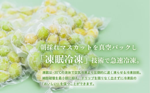 【 訳あり 】 冷凍シャインマスカット 約1kg （ 約200g × 5パック ）【 TV等で話題の凍眠 （ 急速冷凍） 】【 わけあり フルーツ 果物 ぶどう ブドウ 葡萄 茨城県産 国産 農園 人気 スイーツ お取り寄せ 】[SZR]