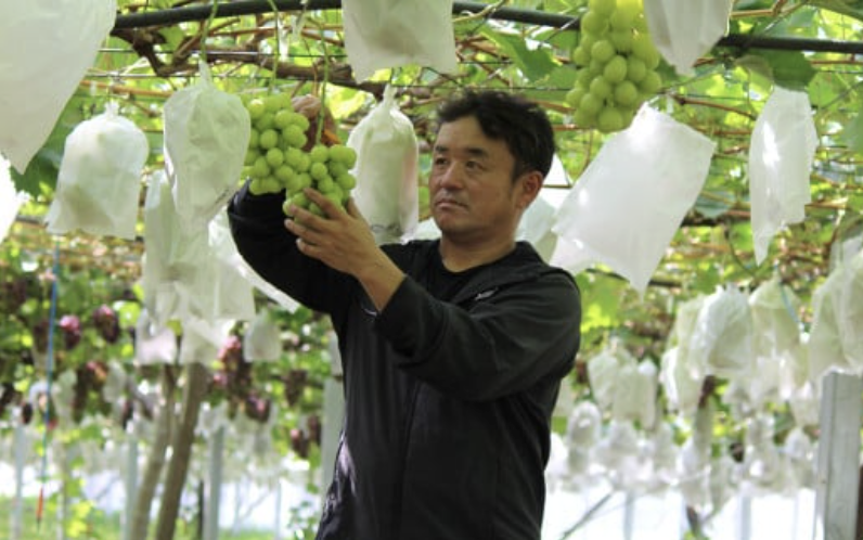  【 2026年 先行予約 】 シャインマスカット & 梨 人気 フルーツ 食べ比べ セット 【 2026年 9月中旬ころ ～ 10月上旬ころ発送予定 】 シャインマスカット 2房 梨 4~5玉 新高梨 or 新興 茨城県 下妻市産 シャインマスカット2房(約1kg)+梨4~5玉(新高梨or新興)