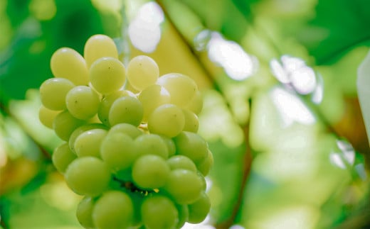 【 2026年 先行予約 】 シャインマスカット1房 約650g ＋ 粒パック ( 100g分 ） 【 石崎ぶどう園 】 （ 2026年8月下旬から9月下旬頃発送予定 ）【 フルーツ 果物 ぶどう ブドウ 葡萄 シャイン マスカット 茨城県産 国産 人気 農園 スイーツ お取り寄せ 】 シャインマスカット1房(650g以上)+粒パック(100g分)