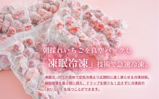 【 訳あり 】 冷凍いちご 1.5kg  ( 500g x 3 ) 甘熟 完熟【2025年4月ごろ発送予定】【 凍眠冷凍 】 Ben‘ｓ Berry  【 いちご イチゴ 苺 とちおとめ 冷凍いちご 便利 甘熟 完熟 甘い ストロベリー 果物 フルーツ 】[SZR]