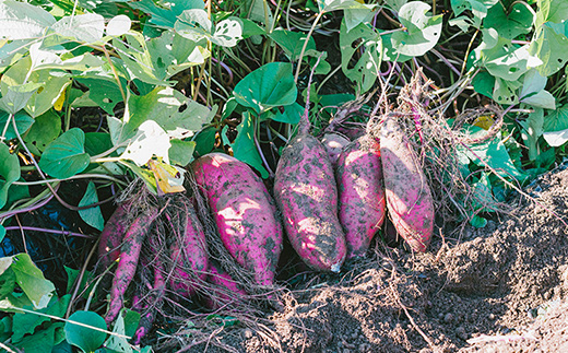 【 先行予約 】【 訳あり 】 茨城県産 熟成さつまいも 「 紅はるか 」 10kg 【 2026年11月下旬～年内までに出荷予定 】【 さつまいも 紅はるか 芋 サツマイモ 甘い 焼き芋 スイートポテト 茨城県産 大容量 不揃い ねっとり 】 紅はるか 10kg | 8,000円 (年内出荷分)