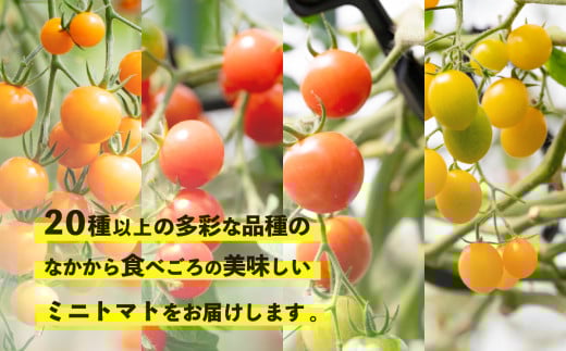 【 先行受付 】 ミニトマト 食べ比べセット 1kg ミニトマト 選手権 「 金賞 」 農家がつくる 【 10種以上 国産 旬 フルーツトマト 高糖度 カラフル 10000円以下 】 12月月内発送 | 9,000円