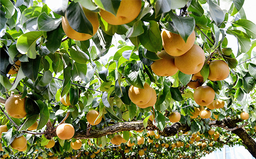 【 先行予約 】茨城県産 「 豊水梨 」 約5kg 【 2026年8月下旬～9月上旬にかけて発送予定 】【 梨 なし 豊水 ナシ 果物 フルーツ なし 甘味 茨城県産 くだもの 豊水梨 】