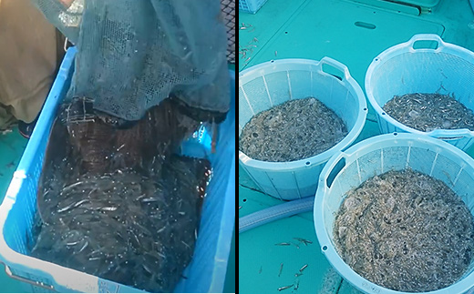 【先行受付】【 訳あり 】 生しらす 1kg 【 TV等で話題の凍眠 （ 急速冷凍 ） 】【 しらす シラス 海鮮丼 冷凍 凍眠 お寿司 青魚 しらす丼 】[SZR]