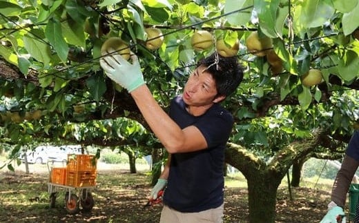 【 第１回全国梨選手権 最高金賞受賞！】茨城県産 「 恵水 」 梨 約5kg 【 2026年8月下旬～9月中旬にかけて発送予定 】【 梨 恵水 なし フルーツ 果物 秋の味覚 デザート 茨城県産 甘い 選手権 最高金賞 】