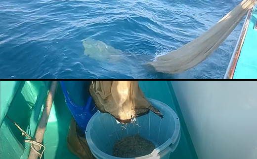 【先行受付】【 訳あり 】 生しらす 1kg 【 TV等で話題の凍眠 （ 急速冷凍 ） 】【 しらす シラス 海鮮丼 冷凍 凍眠 お寿司 青魚 しらす丼 】[SZR]