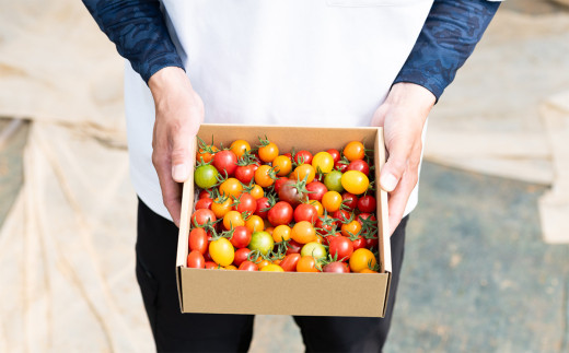 【 先行受付 】 ミニトマト 食べ比べセット 1kg ミニトマト 選手権 「 金賞 」 農家がつくる 【 10種以上 国産 旬 フルーツトマト 高糖度 カラフル 10000円以下 】 1月以降順次発送 | 9,000円
