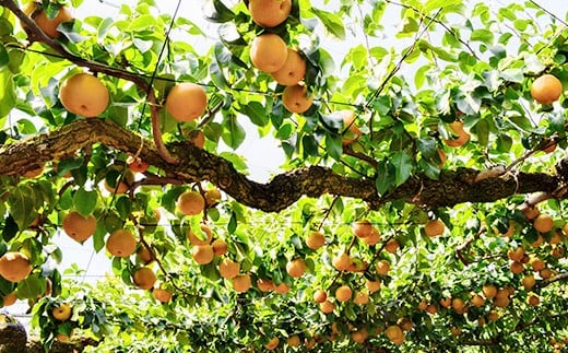 【 第１回全国梨選手権 最高金賞受賞！】茨城県産 「 恵水 」 梨 約5kg 【 2026年8月下旬～9月中旬にかけて発送予定 】【 梨 恵水 なし フルーツ 果物 秋の味覚 デザート 茨城県産 甘い 選手権 最高金賞 】