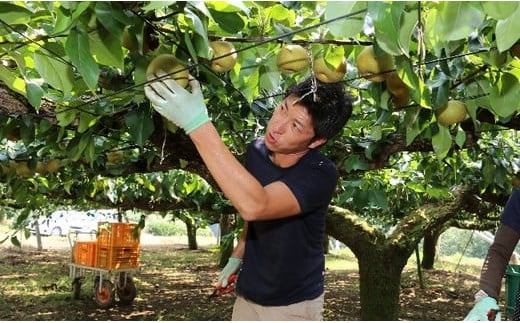 【 先行予約 】茨城県産 「 豊水梨 」 約5kg 【 2026年8月下旬～9月上旬にかけて発送予定 】【 梨 なし 豊水 ナシ 果物 フルーツ なし 甘味 茨城県産 くだもの 豊水梨 】