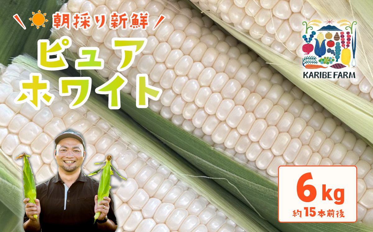 【先行予約】下妻産朝採りとうもろこし約6kg（ピュアホワイト）【先行予約：2026年6月下旬～順次発送予定】【 とうもろこし トウモロコシ とうきび 甘い スイーツ デザート コーン 人気 野菜 新鮮 おすすめ 】 正規品：6kg