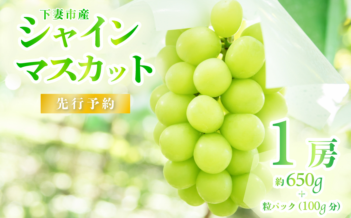 【 2026年 先行予約 】 シャインマスカット1房 約650g ＋ 粒パック ( 100g分 ） 【 石崎ぶどう園 】 （ 2026年8月下旬から9月下旬頃発送予定 ）【 フルーツ 果物 ぶどう ブドウ 葡萄 シャイン マスカット 茨城県産 国産 人気 農園 スイーツ お取り寄せ 】 シャインマスカット1房(650g以上)+粒パック(100g分)