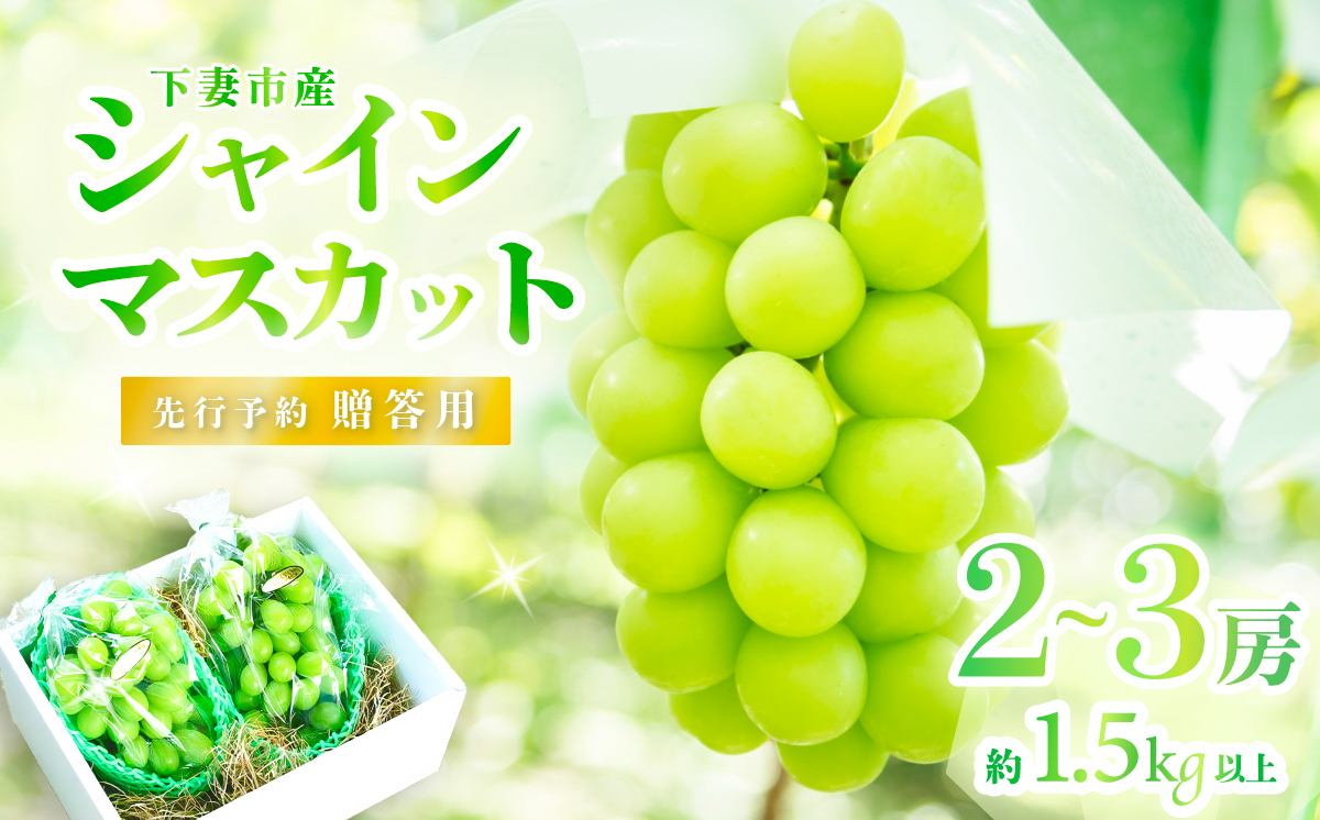 【 2026年 先行予約 】 シャインマスカット 2~3房 （ 約1.5kg ） 贈答用 【 石崎ぶどう園 】（ 2026年8月下旬から9月下旬頃発送予定 ）【 フルーツ 果物 ぶどう ブドウ 葡萄 シャイン マスカット 茨城県産 国産 人気 農園 スイーツ お取り寄せ 】 贈答用シャインマスカット2~3房(1.5kg以上)