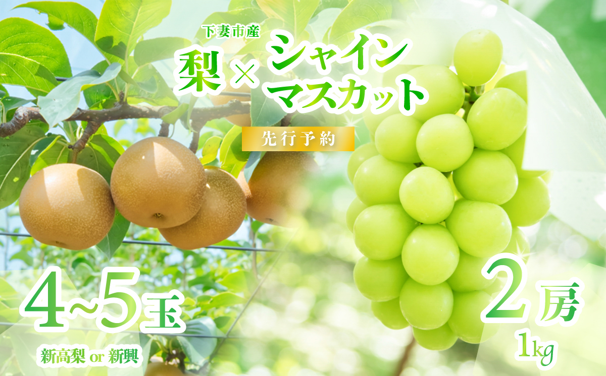  【 2026年 先行予約 】 シャインマスカット & 梨 人気 フルーツ 食べ比べ セット 【 2026年 9月中旬ころ ～ 10月上旬ころ発送予定 】 シャインマスカット 2房 梨 4~5玉 新高梨 or 新興 茨城県 下妻市産 シャインマスカット2房(約1kg)+梨4~5玉(新高梨or新興)