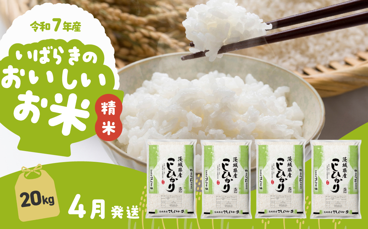【4月発送】令和7年産 コシヒカリ 20kg 精米 茨城県産 白米 精米 茨城県 お米 米 【4月発送】コシヒカリ20kg | 40,000円