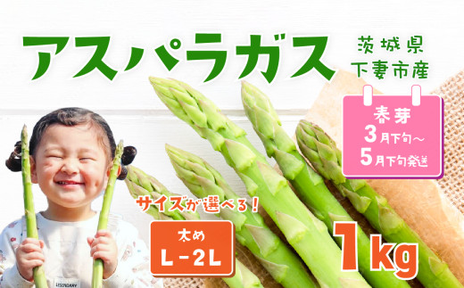 朝採りアスパラガス 1kg L ～ 2Lサイズ ハウス栽培 春芽 26年3月下旬 ～ 5月発送 【 先行予約 グリーンアスパラ 野菜 サラダ 農家直送 産地直送 】 春芽 L-2L 1kg | 8,000円